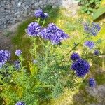 Gilia capitata Flower