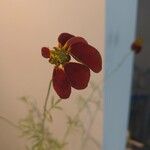 Ratibida columnifera Flower