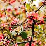 Chaenomeles japonica अन्य