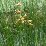 Schoenoplectus lacustris Flower