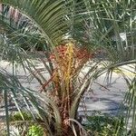 Butia capitata फल