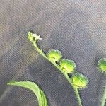 Caperonia palustris फूल