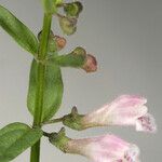 Scutellaria racemosa Flower