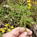 Paspalum repens Leht