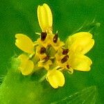 Synedrella nodiflora Flower