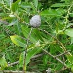 Salix eriocephala Blatt