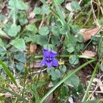 Viola riviniana Flor