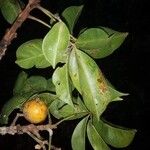 Leeuwenbergia africana Fruto