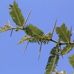 Vachellia abyssinica Лист