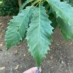 Quercus muehlenbergii Лист