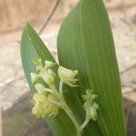 Polystachya odorata Blatt