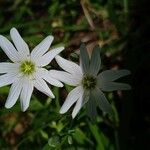 Stellaria palustris Flor