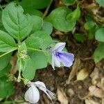 Rotheca myricoides फूल