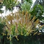 Agave sisalana 花