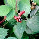 Rubus gratus Blad