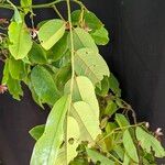 Distemonanthus benthamianus Folha