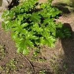 Heracleum sosnowskyi पत्ता