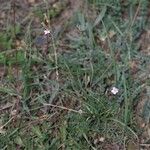 Dianthus pungens Habitus