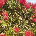 Callistemon viminalis Blomma