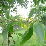 Acacia simplex Alkat (teljes növény)