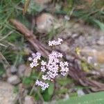 Centranthus calcitrapae 花