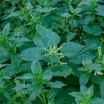 Urtica membranacea Õis
