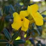 Pachypodium rosulatum ফুল