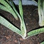 Gasteria carinataDeilen