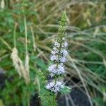 Mentha spicata 其他