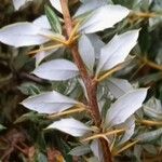 Berberis verruculosa Leaf