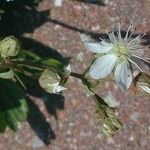 Sibbaldia tridentata Λουλούδι