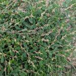 Polygonum arenastrum Habit
