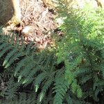 Polystichum australiense Leaf