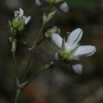 Minuartia setacea Flor