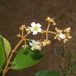 Miconia xalapensis Kvet