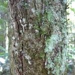 Conceveiba guianensis Кора