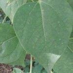 Catalpa bungei Blatt