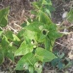 Mirabilis longiflora Blad