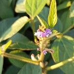 Glycine max Flower