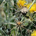 Centaurea solstitialis Vili