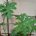 Pelargonium citrosumBlatt