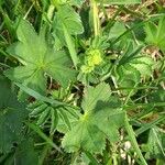 Alchemilla monticola ᱥᱟᱠᱟᱢ