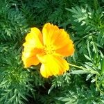 Cosmos sulphureus Flower