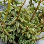 Peperomia dolabriformis Folha