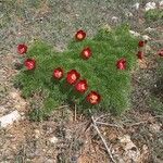 Paeonia tenuifolia Kukka