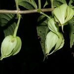 Drymonia rubra Fruto