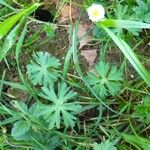 Geranium carolinianum Blatt