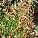 Lobelia laxiflora Flower