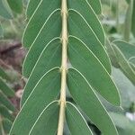 Senna didymobotrya List