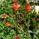 Aquilegia formosa Flor